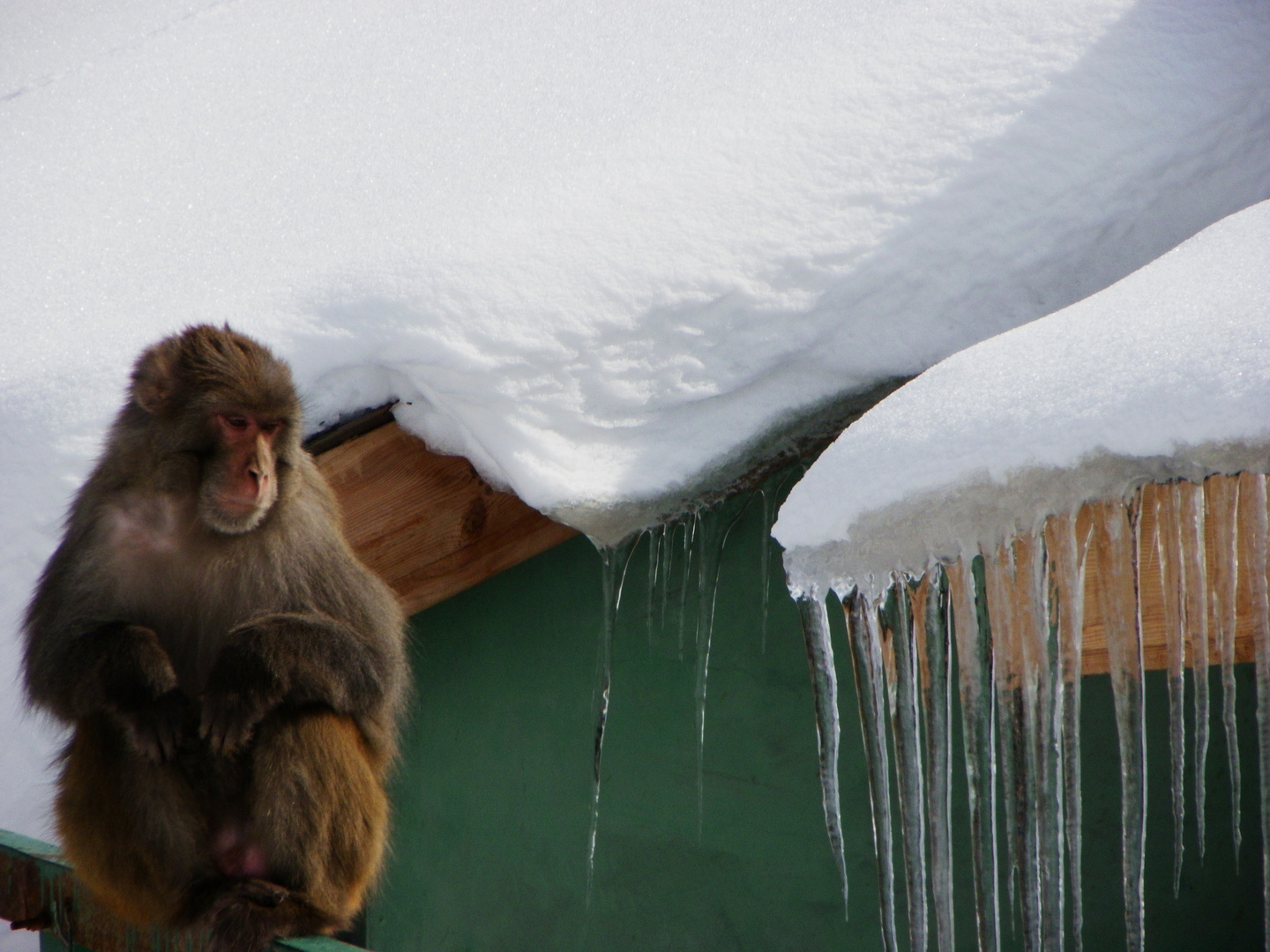 un singe en hiver ! kashmir