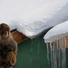 un singe en hiver ! kashmir