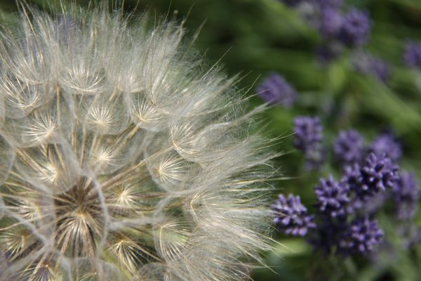 Un soffio di bellezza