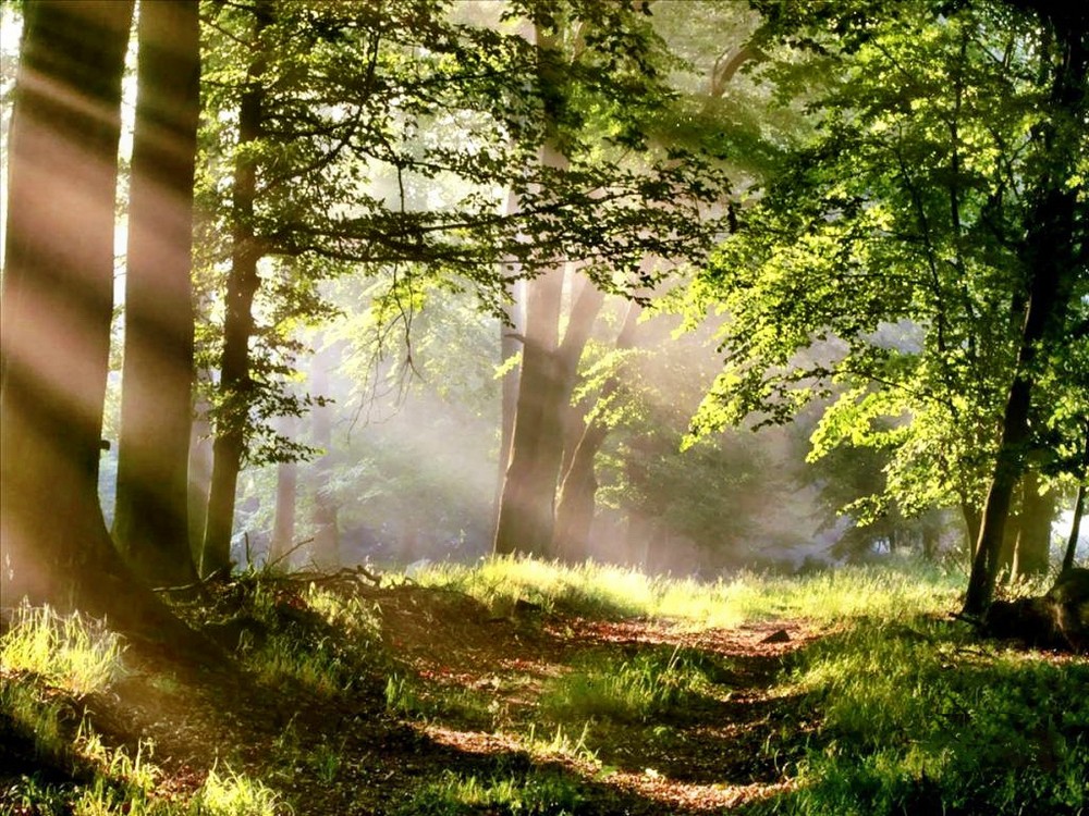 Un soffio di luce nel bosco