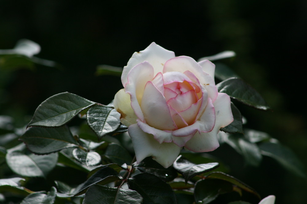 Un sogno della rosa