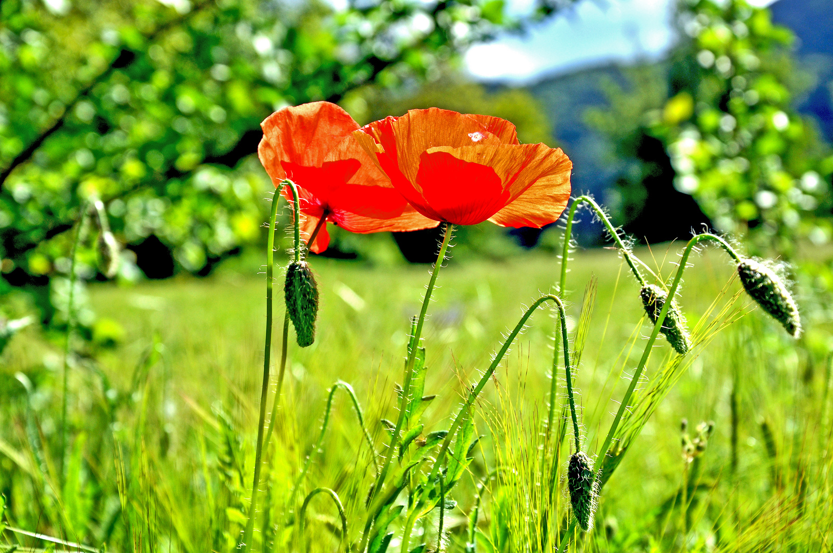 UN SOGNO...LA PRIMAVERA!