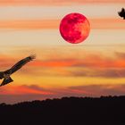 Un soir au bord d'un lac ? 