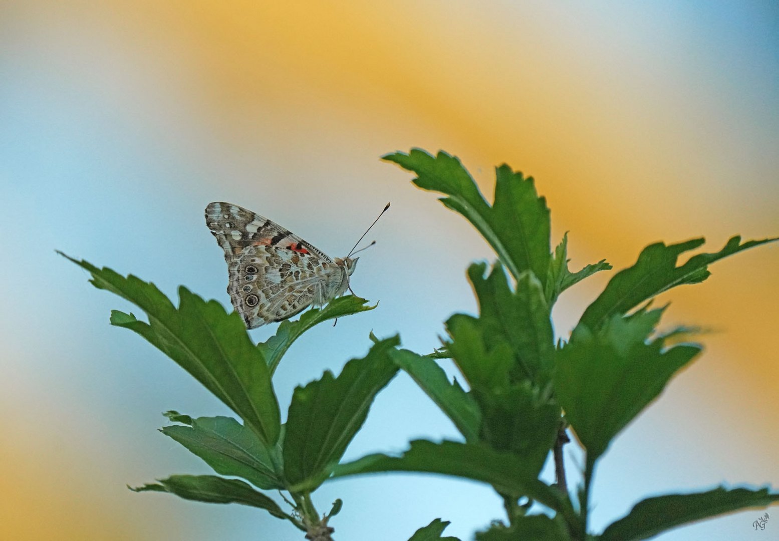 Un soir d'été ... la belle dame