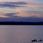 Un soir, en Camargue ....