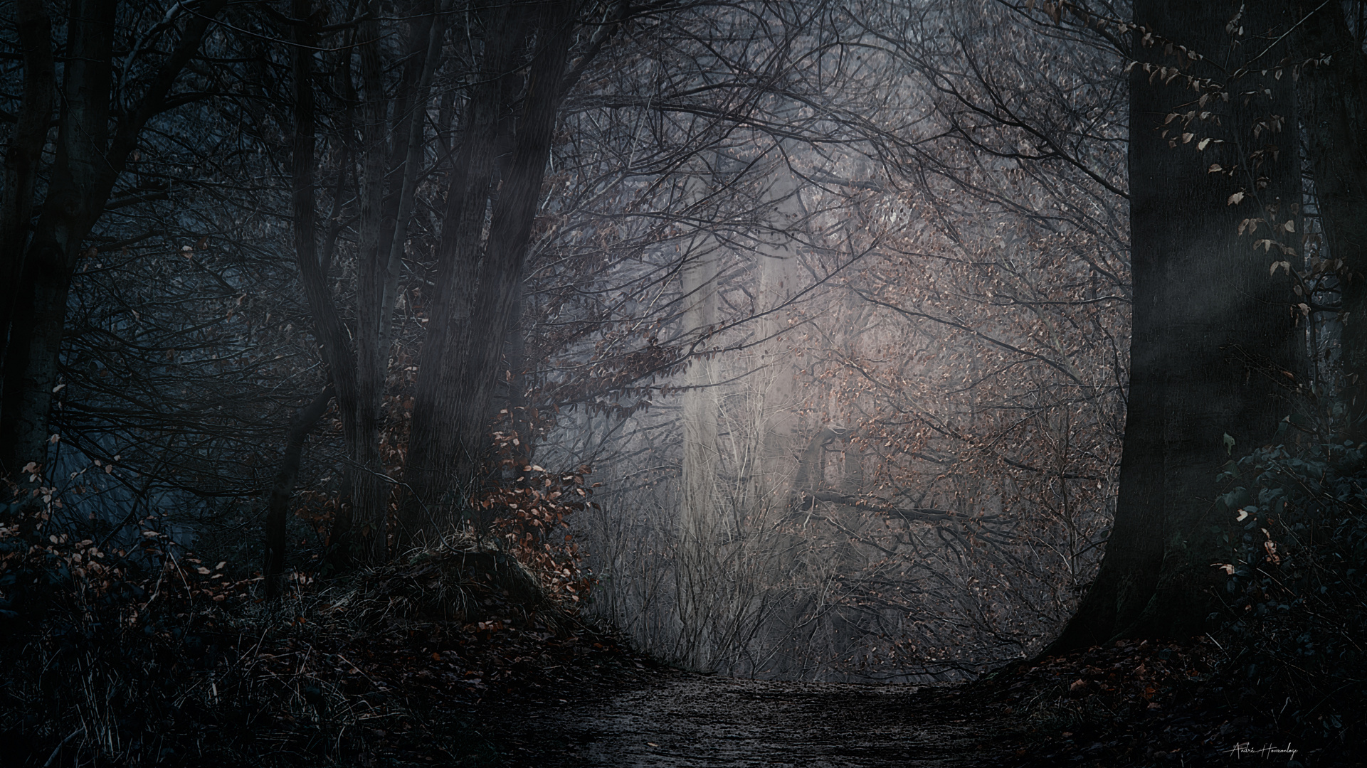 Un soir en forêt