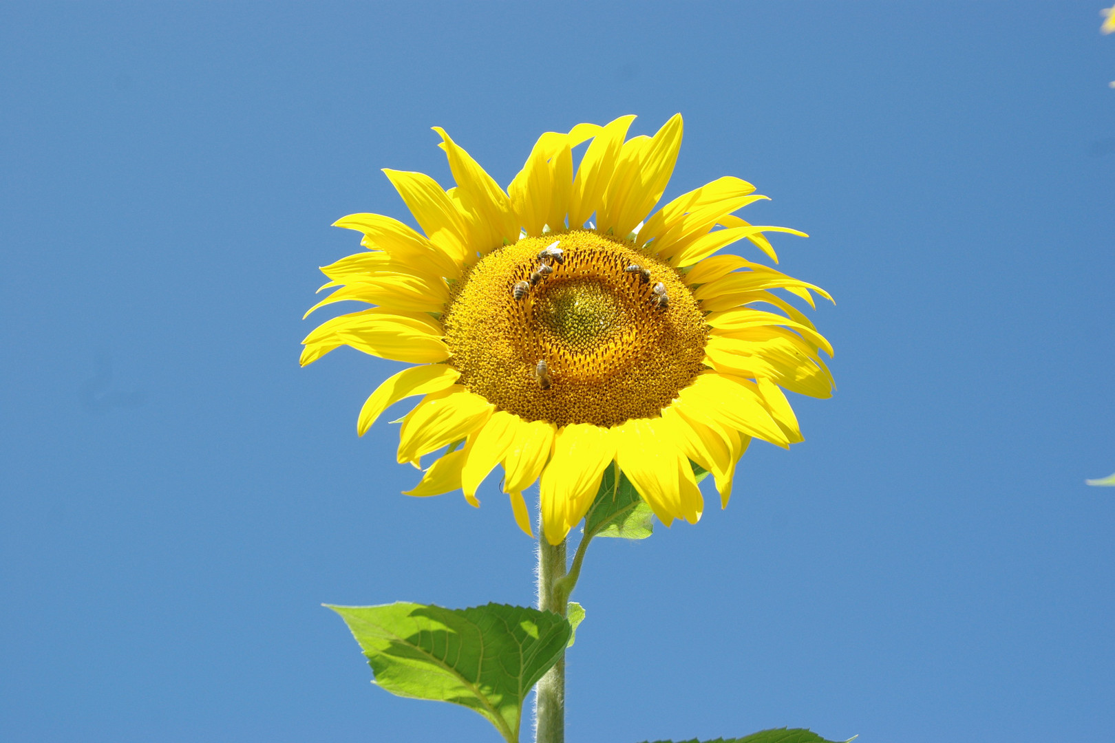 un soleil dans le ciel