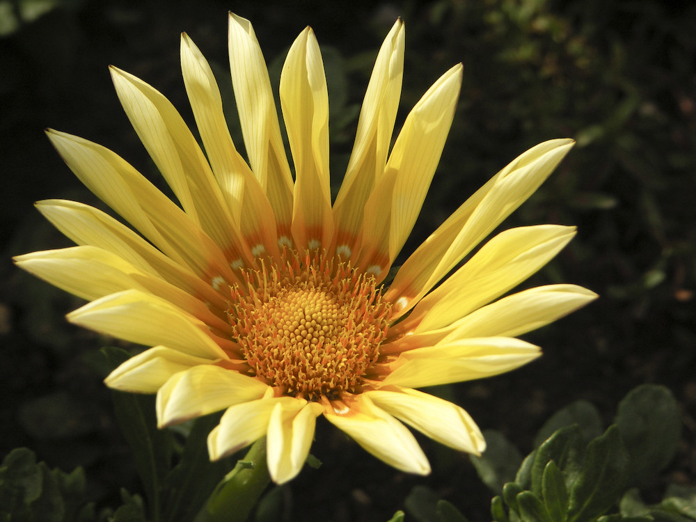 Un soleil parmi les fleurs