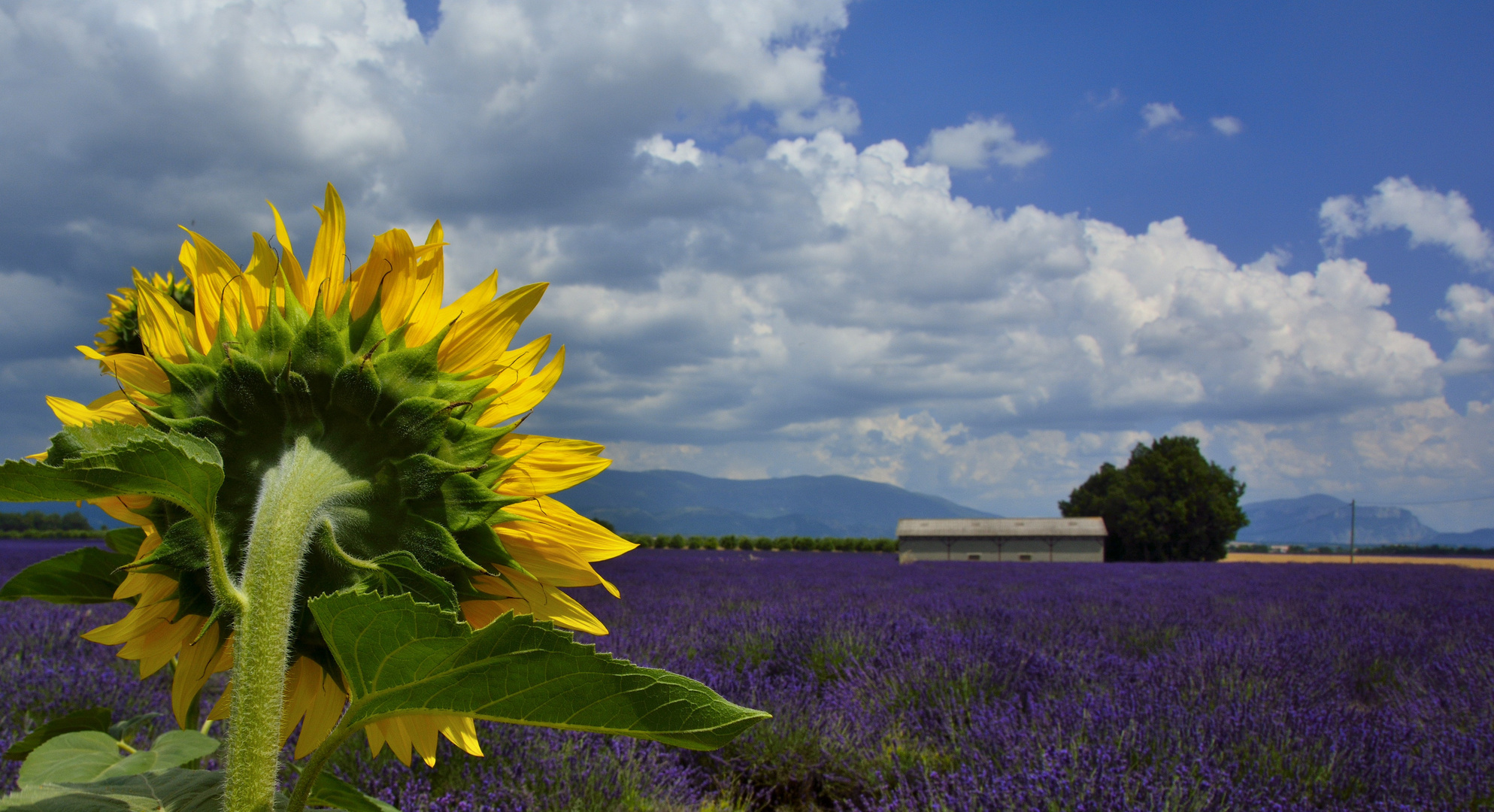 Un soleil pour les lavandes