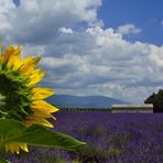 Un soleil pour les lavandes