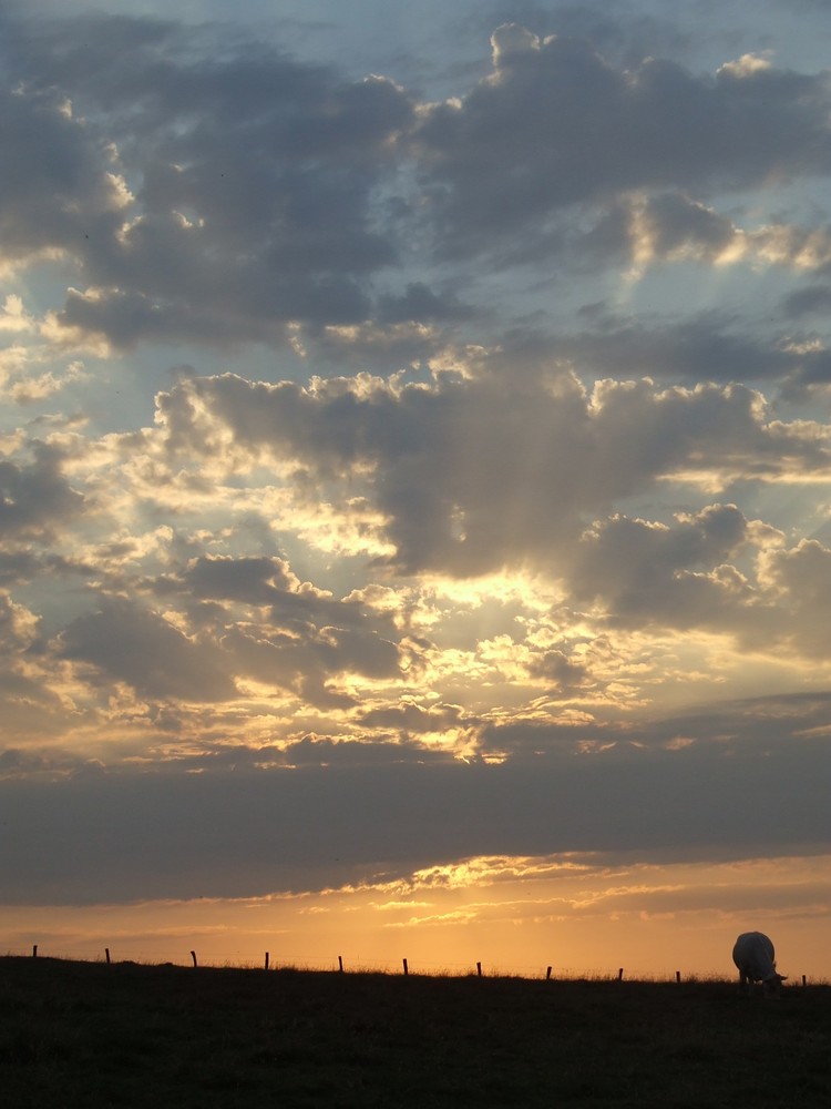 Un soleil se melant a des nuages pour ne faire qu'un tableau d'une vache