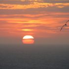 un soleil, une mouette passe