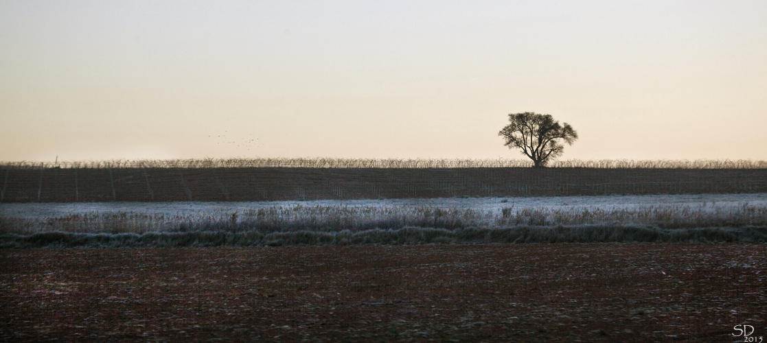 Un solitaire en hiver