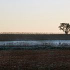 Un solitaire en hiver