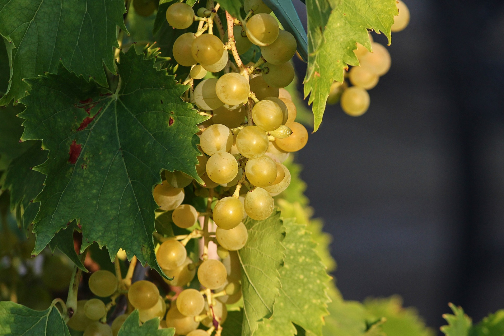 Un sueño de uvas