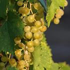 Un sueño de uvas