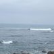 Un surfeur dans la bais du BAB (Biaritz Anglet Bayonne)