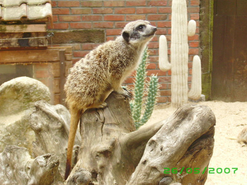 un suricate.