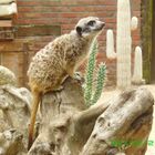 un suricate.