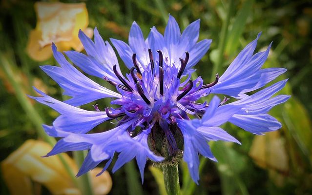 Un symbole de la France