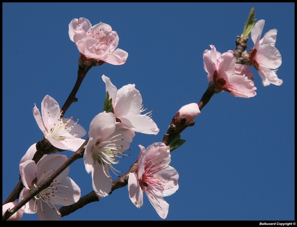 " un symbole évident de l'arrivée du printemps "