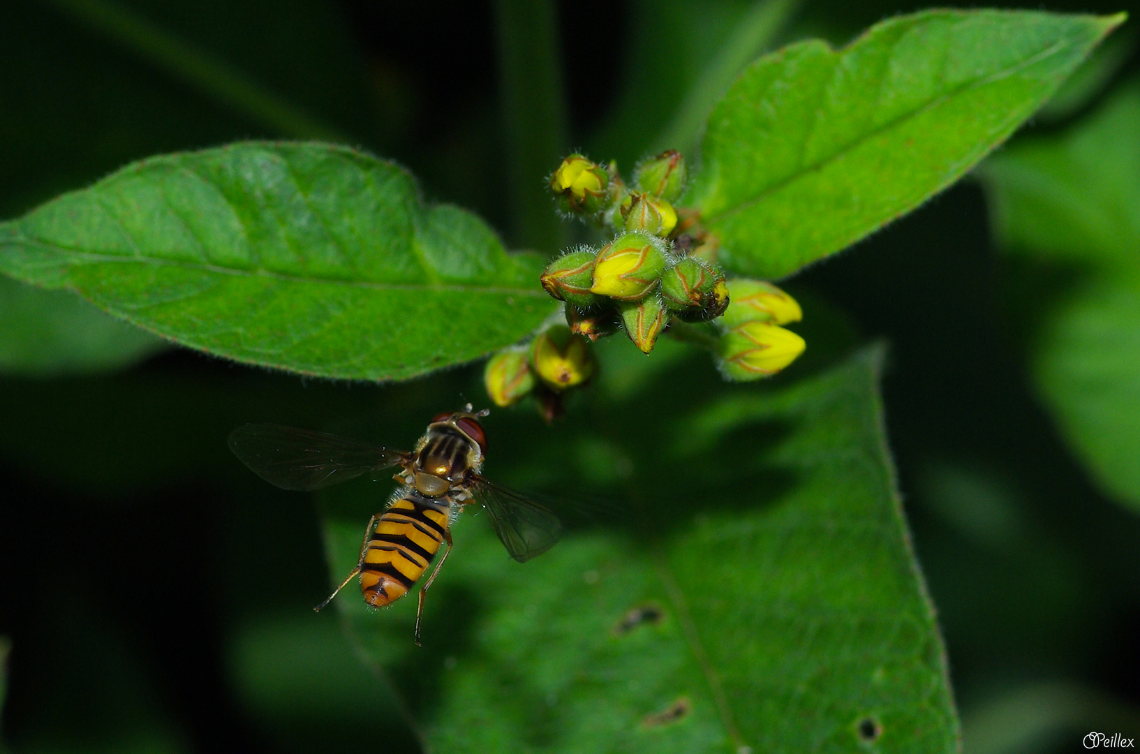 Un syrphe (Episyrphus balteatus)