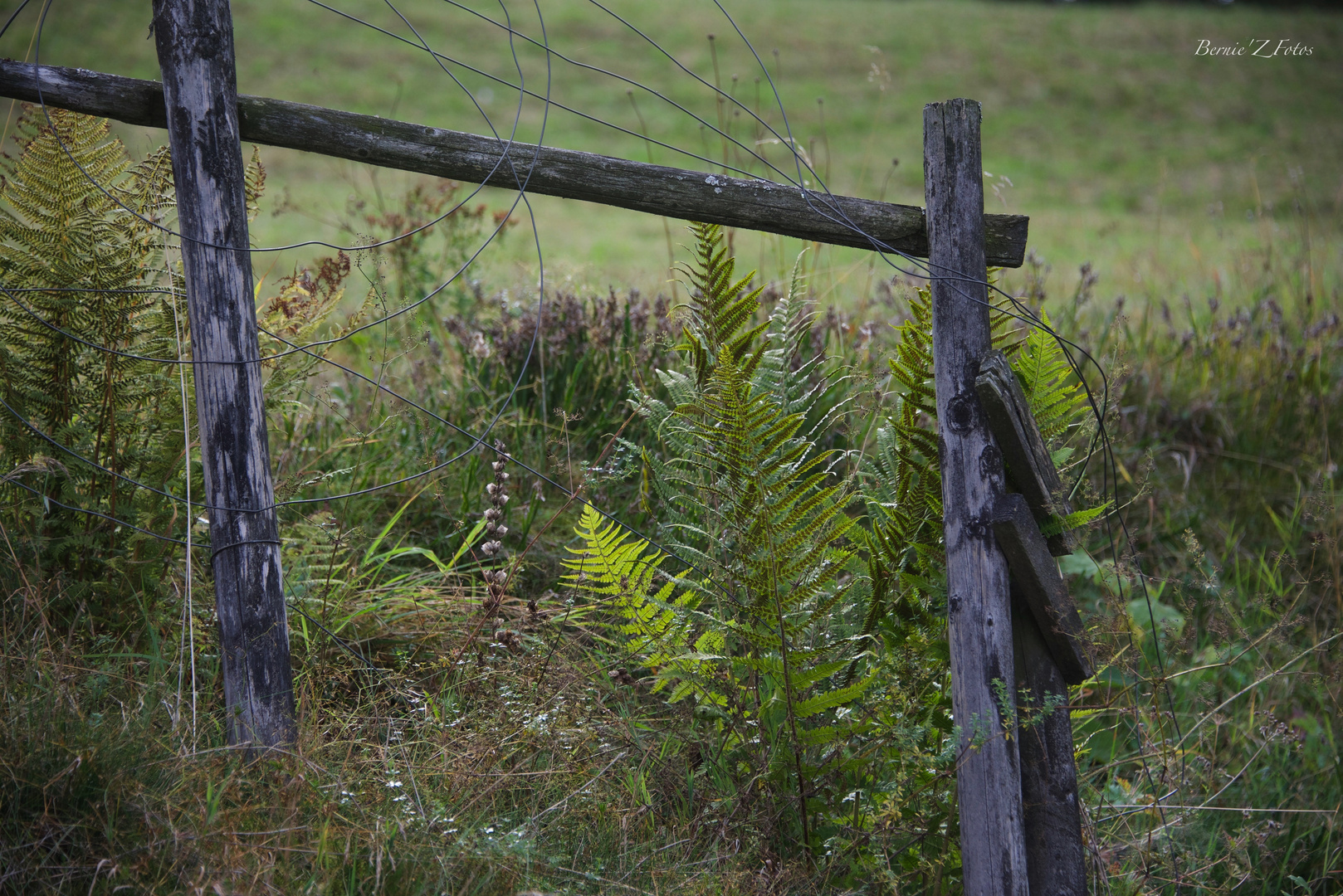 Un tableau de maître nature