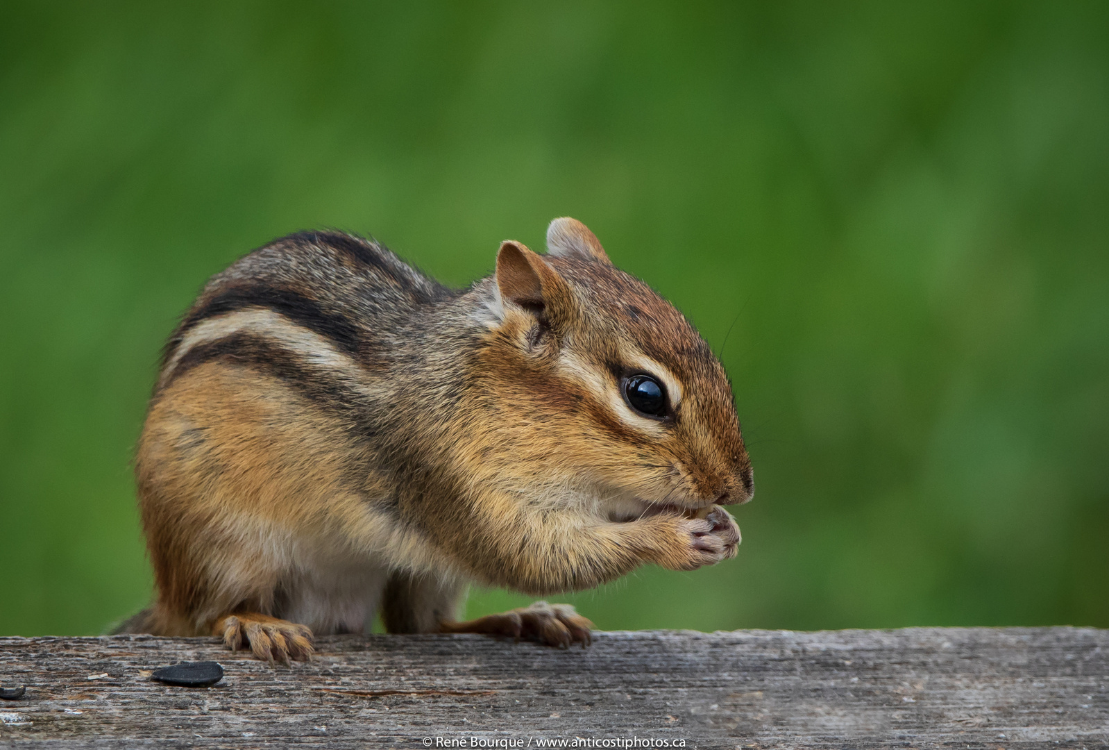 Un tamia rayé surnommé Boromir V photo et image | nature, animaux