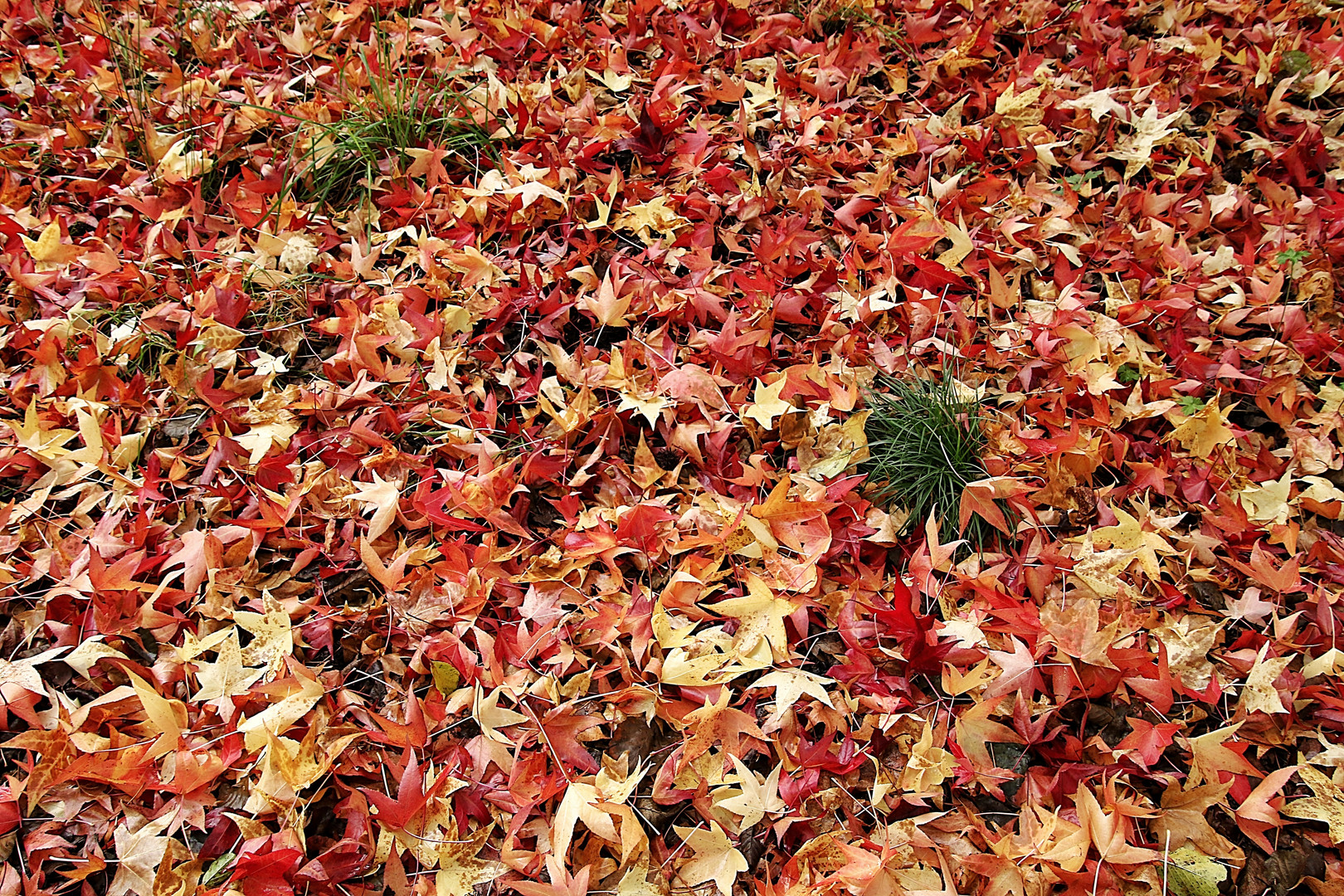 un tapis de feuilles !