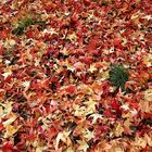 un tapis de feuilles !