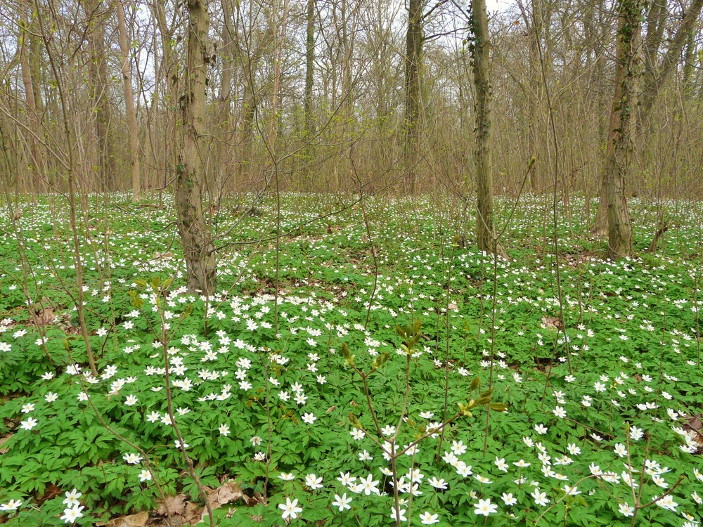 UN TAPIS DE FLEURS