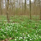 UN TAPIS DE FLEURS