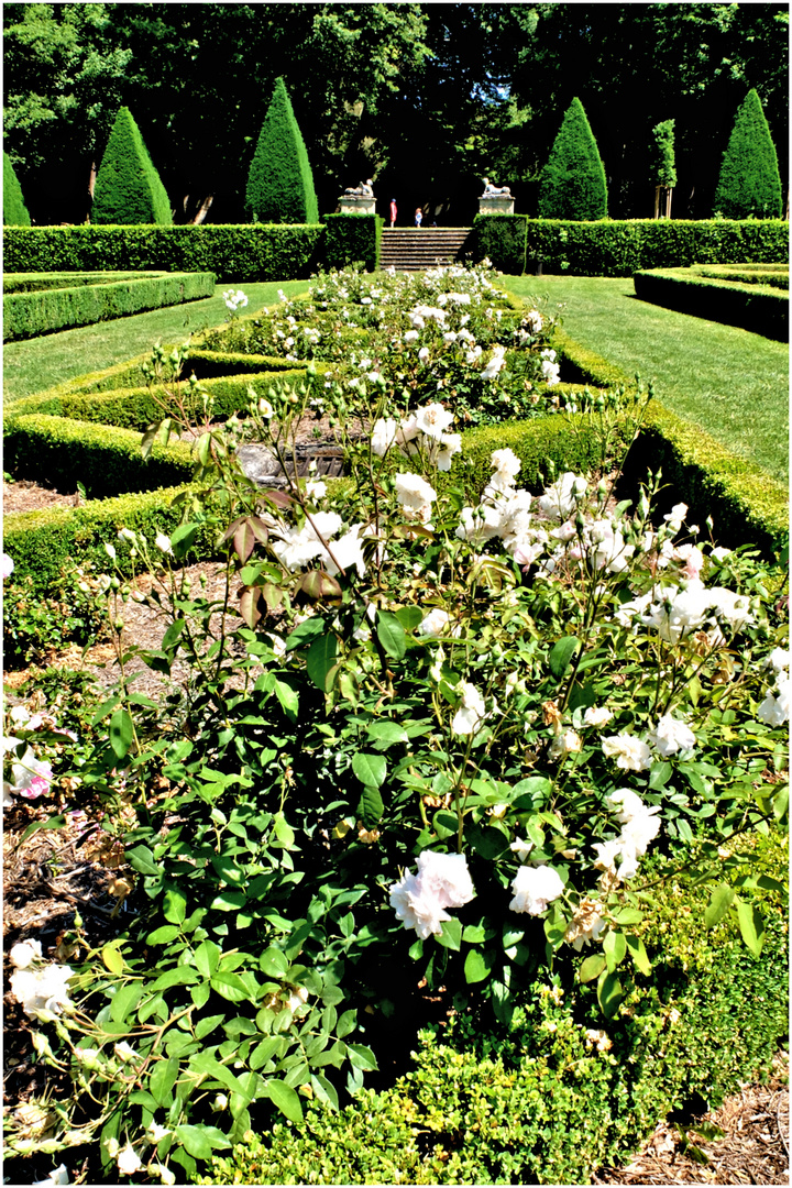 Un tapis de roses