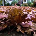 un tappeto di foglie