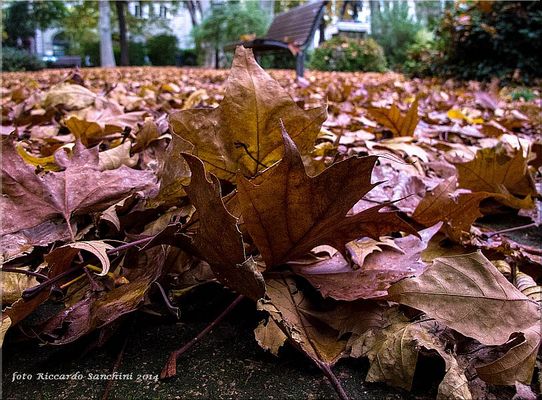 un tappeto di foglie