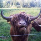 un taureau highland