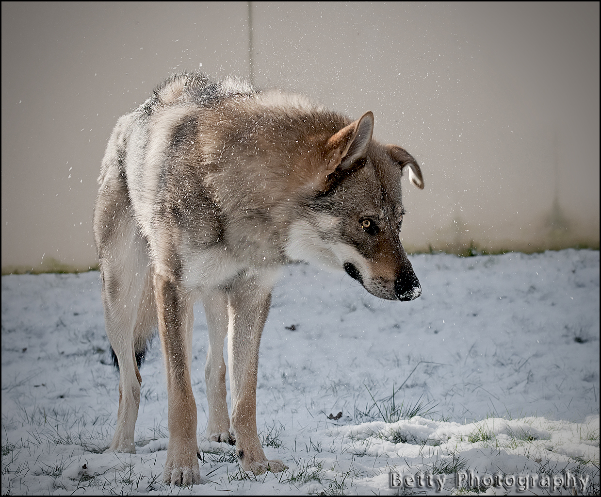 Un temps a ne pas mettre un chien dehors !