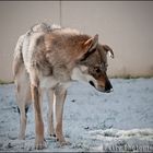 Un temps a ne pas mettre un chien dehors !