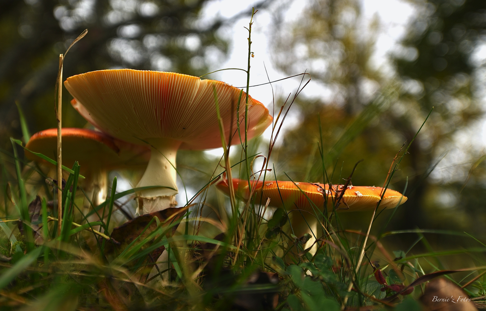 Un temps de champignons