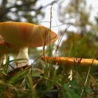 Un temps de champignons