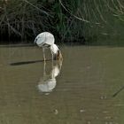 Un ti bain avant d'être avalé