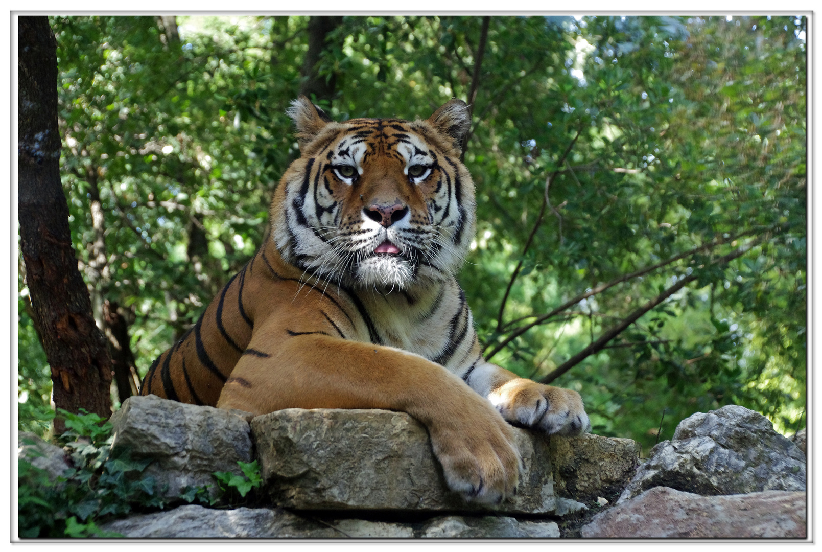 un Tigre Tranquille......pour dire merci