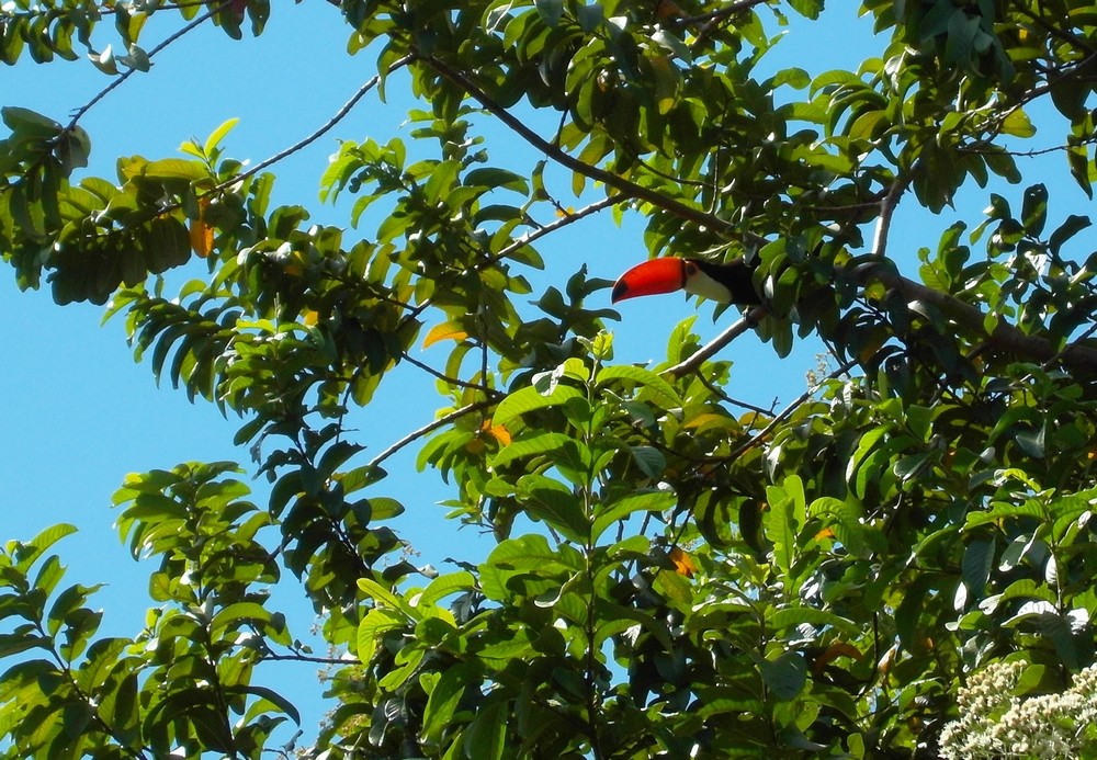 Un toucan curieux