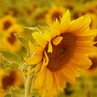 Un tournesol