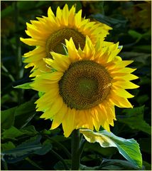 un tournesol peut en cacher un autre ....