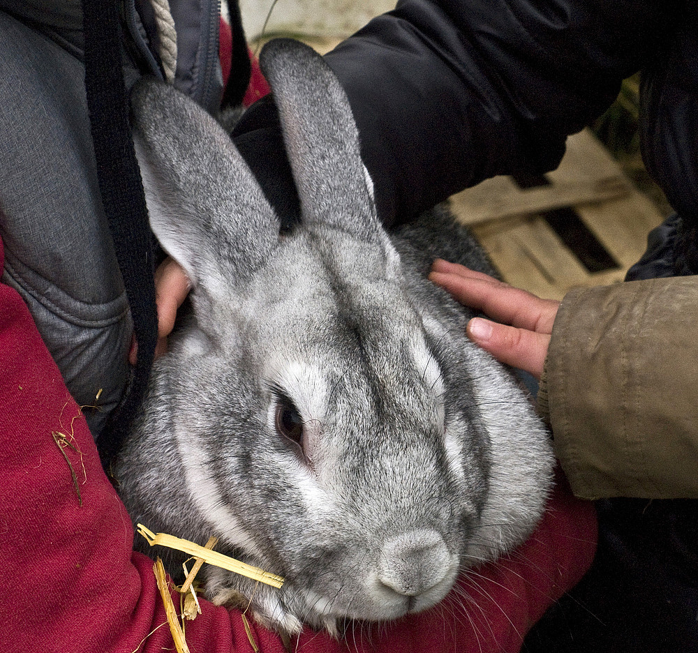 Un très gros lapin tout doux -- Ein seht grosses kuscheliges Kaninchen