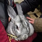 Un très gros lapin tout doux -- Ein seht grosses kuscheliges Kaninchen