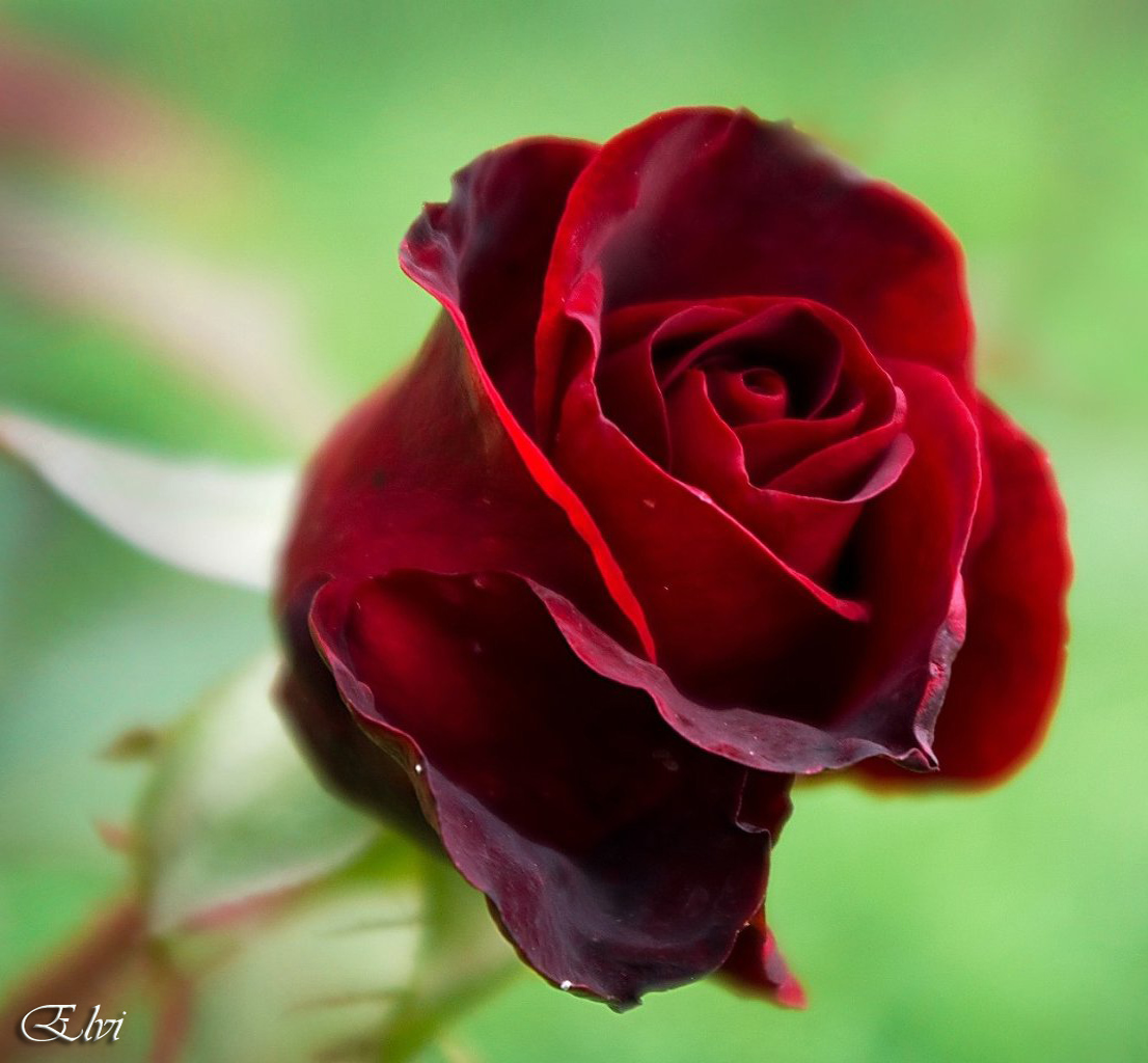 Un Tres Joyeux Anniversaire Chantal Photo Et Image Cartes De Voeux Fleurs Special Images Fotocommunity Un Tres Joyeux Anniversaire Chantal Photo Et Image Cartes De Voeux Fleurs Special Images Fotocommunity