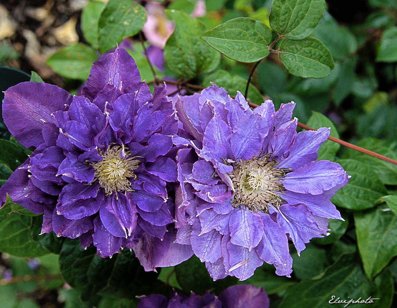 Un Tres Joyeux Anniversaire Elise Photo Et Image Cartes De Voeux Fleurs Special Images Fotocommunity Un Tres Joyeux Anniversaire Elise Photo Et Image Cartes De Voeux Fleurs Special Images Fotocommunity