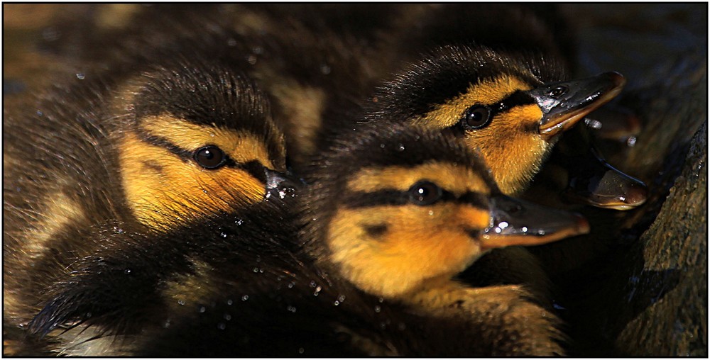 Un trio